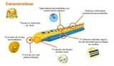 Banana Acuática (8 Pasajeros) - Pelotinas Factory